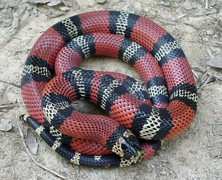 yearling L.t.micropholis male